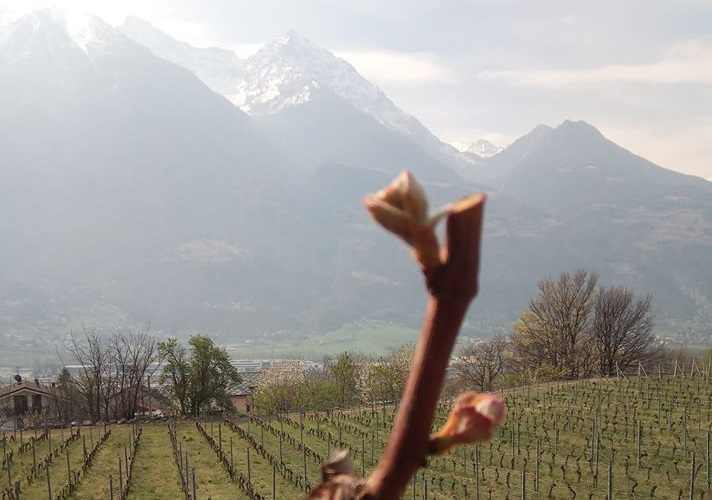 Vue sur les vignobles