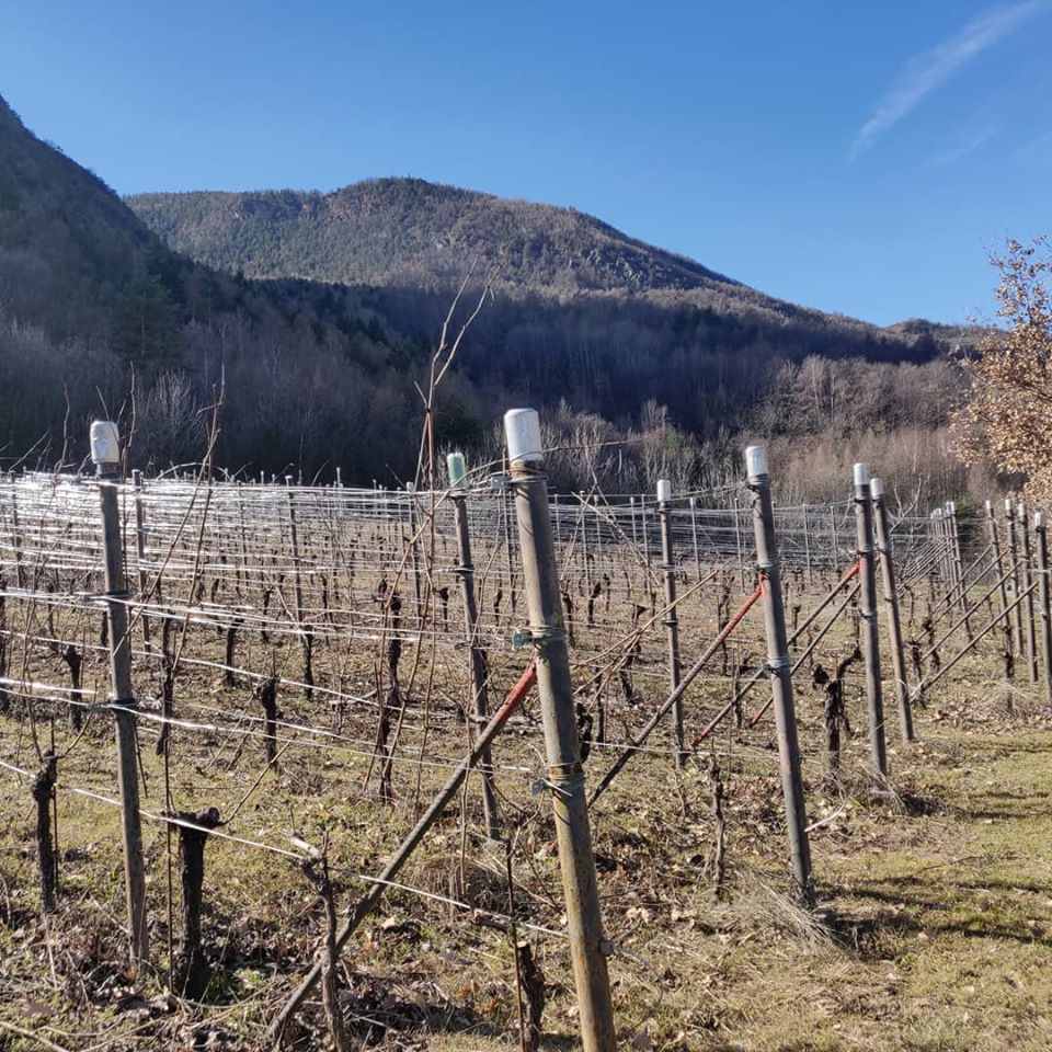 Preparing the vineyards