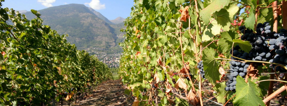 Le vignoble