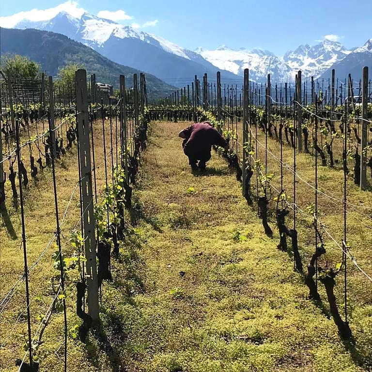 Au travail dans le vignoble