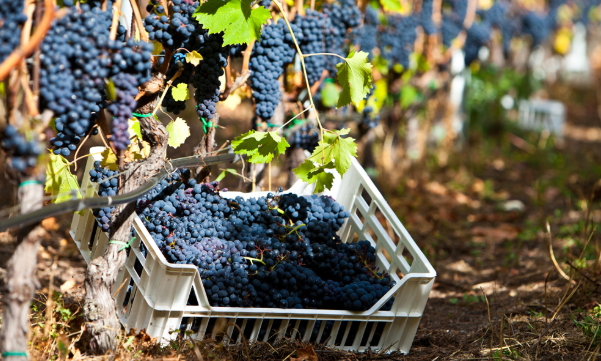 Harvest of black grapes