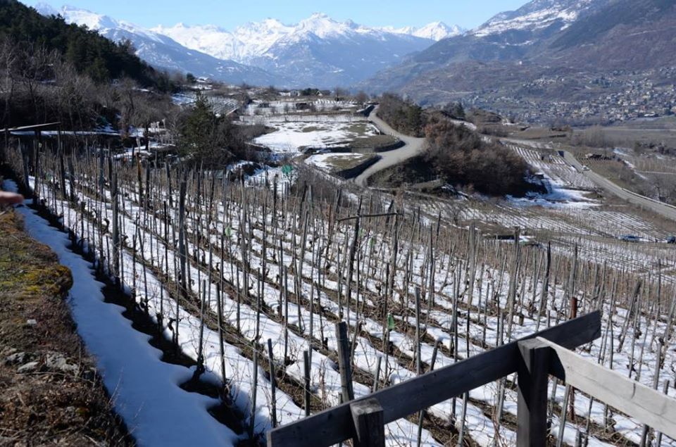 Les vignobles en hiver sous la neige