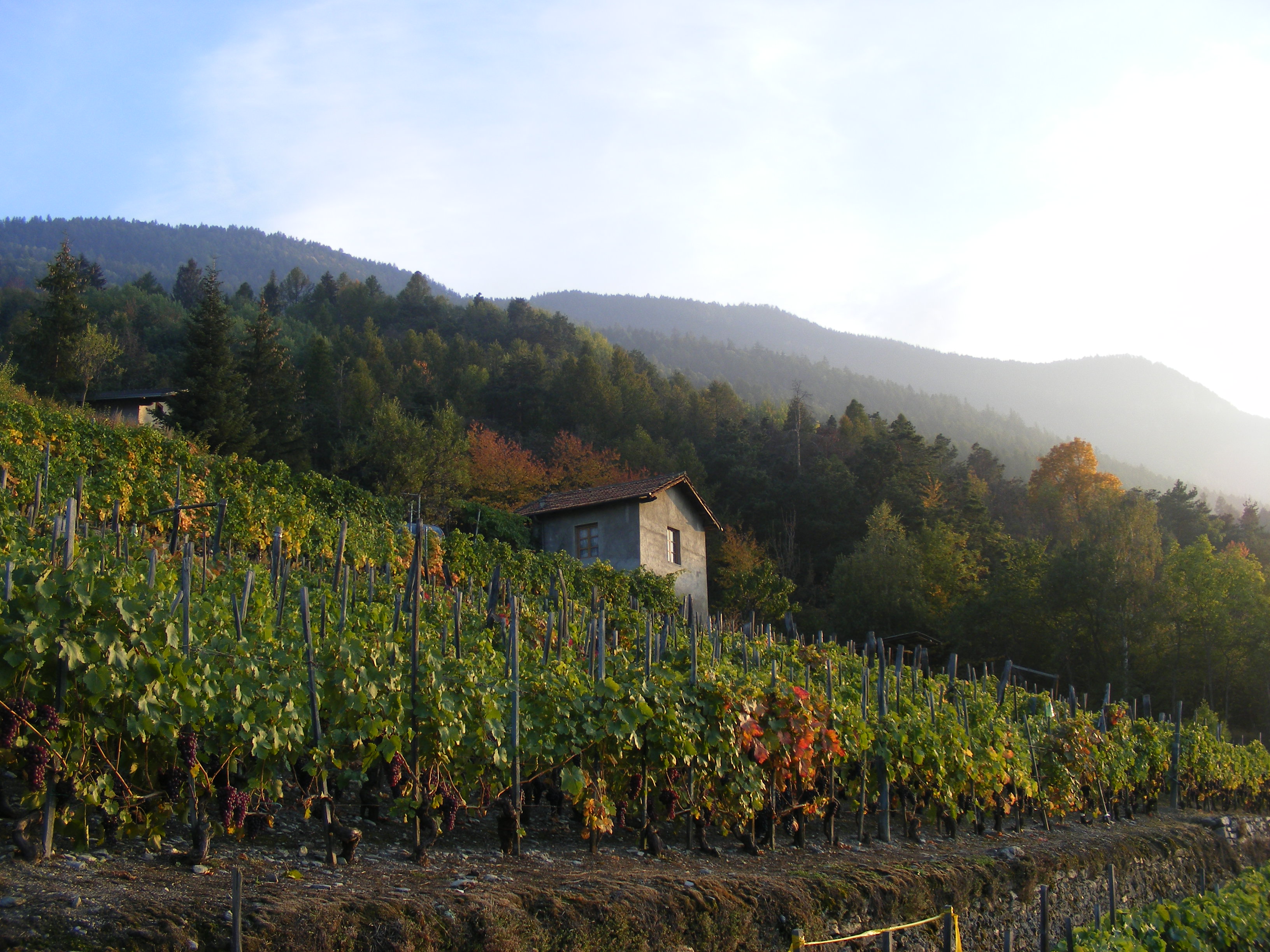 Les vignobles prêts pour la vendange