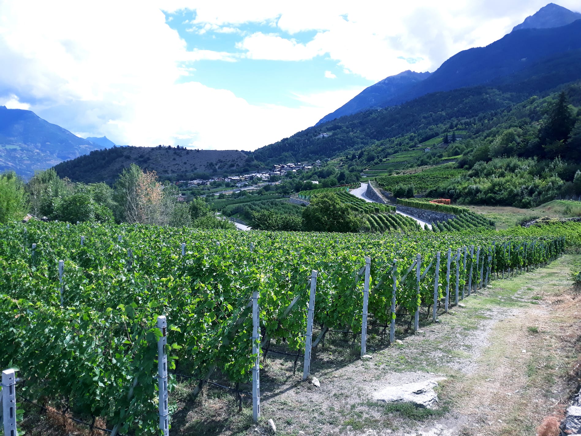 Les vignobles de l'entreprise