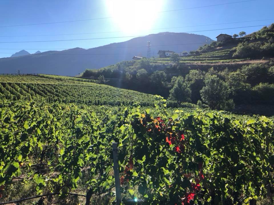 Blick auf die Weinberge