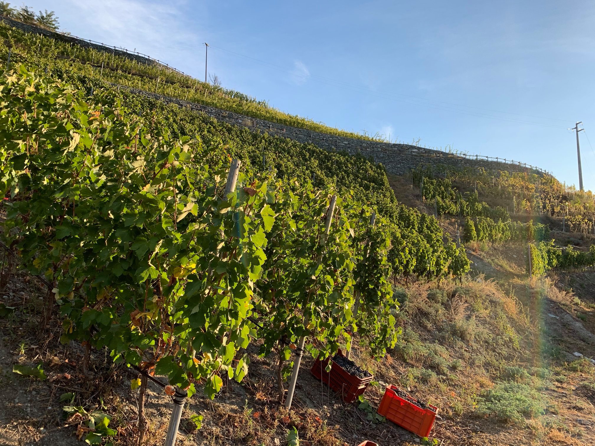 I vigneti pronti per la vendemmia