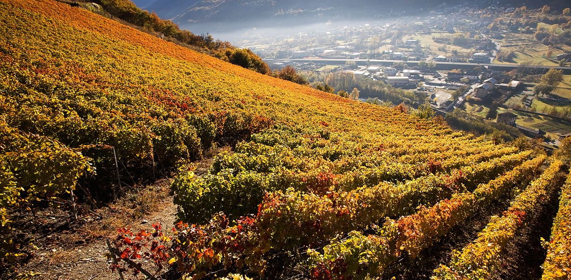 The vineyards in autumn