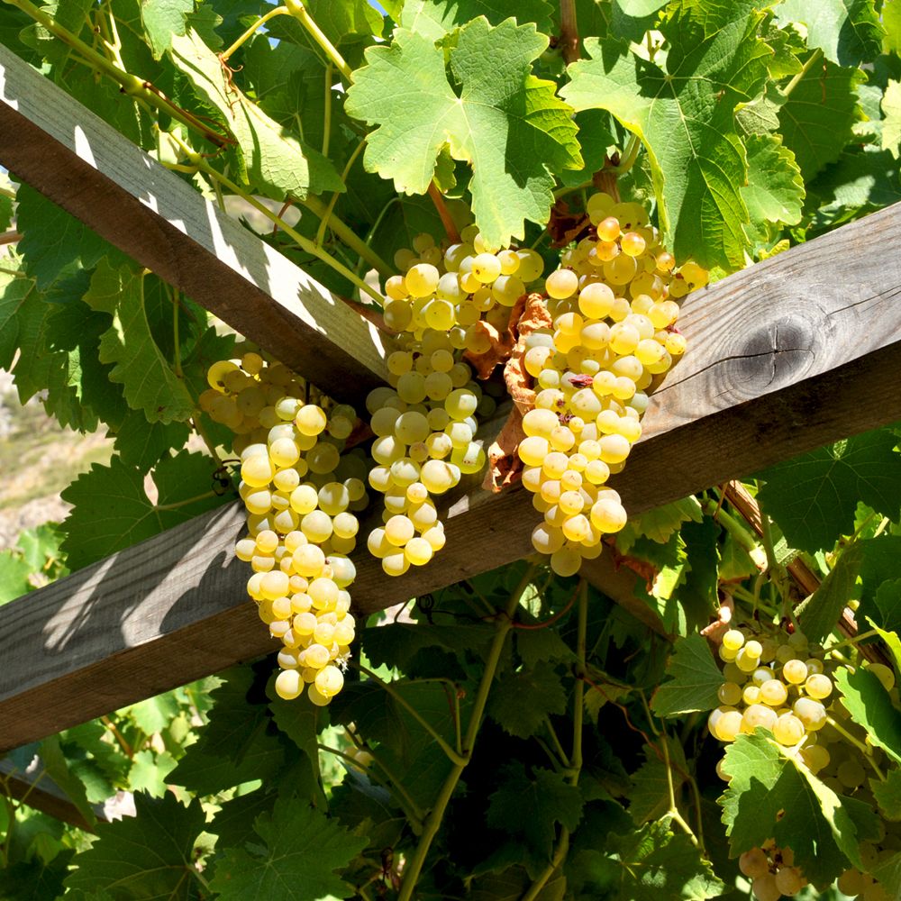 Racimos de uvas blancas