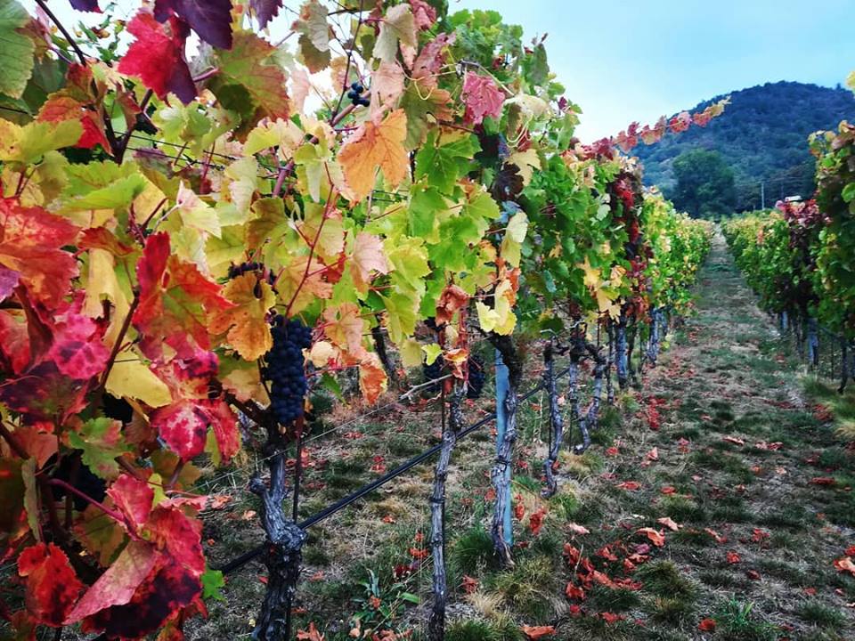 Ready for the grape harvest