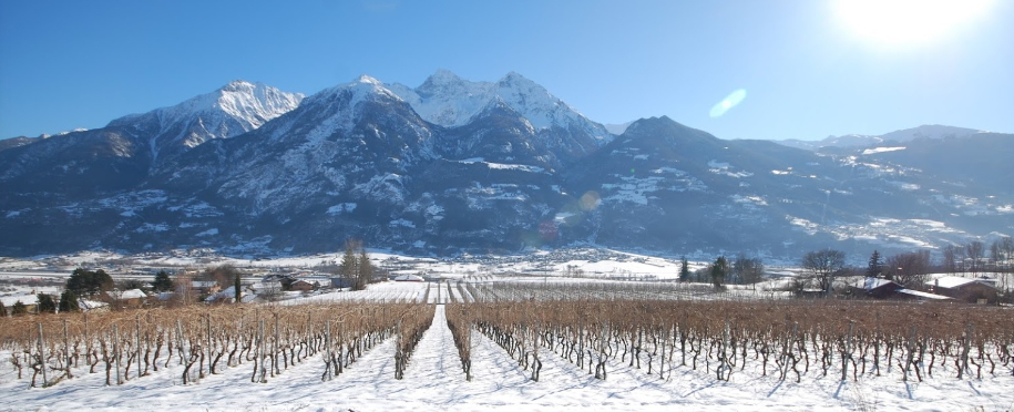 Les vignobles sous la neige