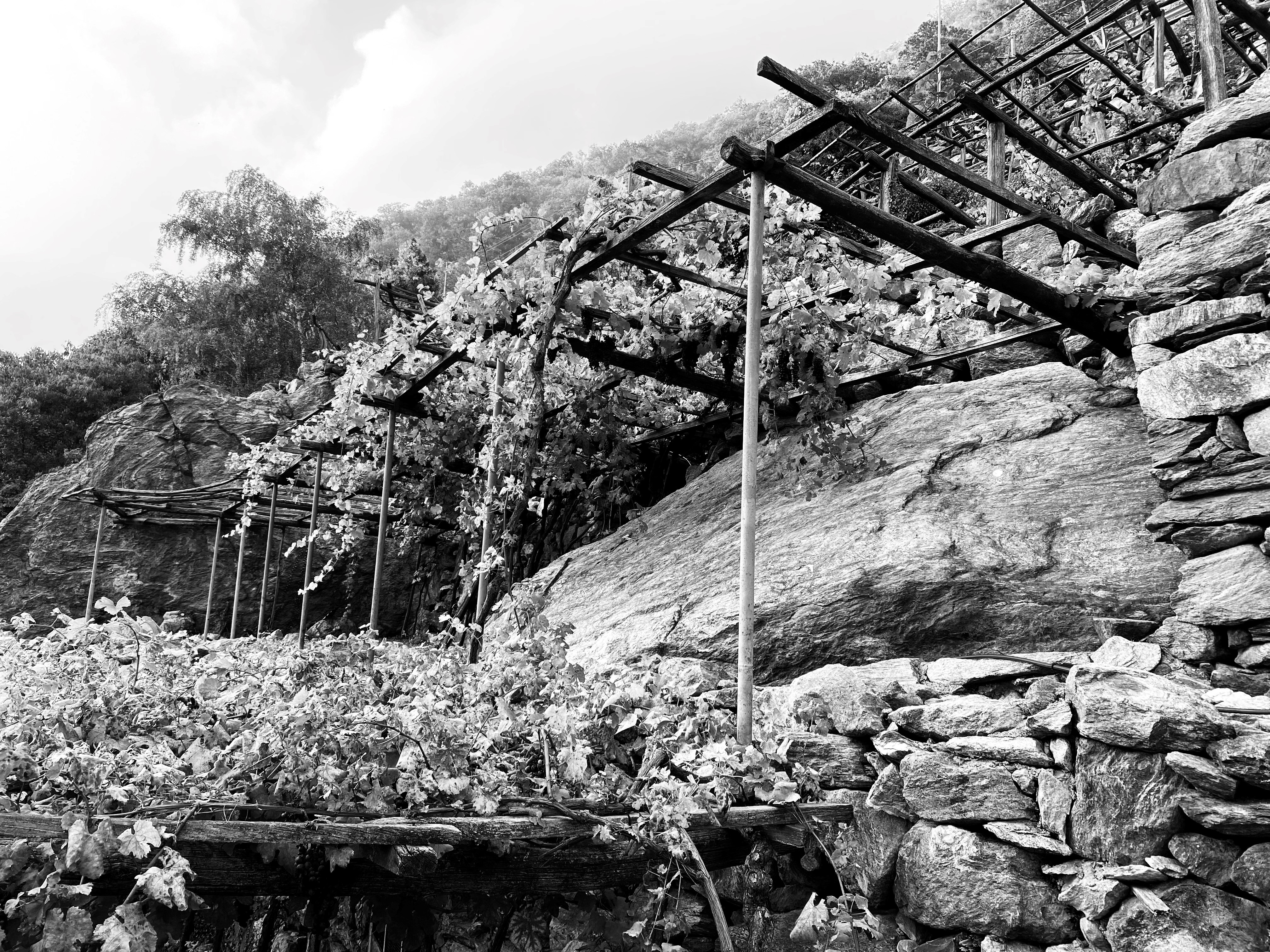 Foto von den Weinbergen in schwarz-weiß