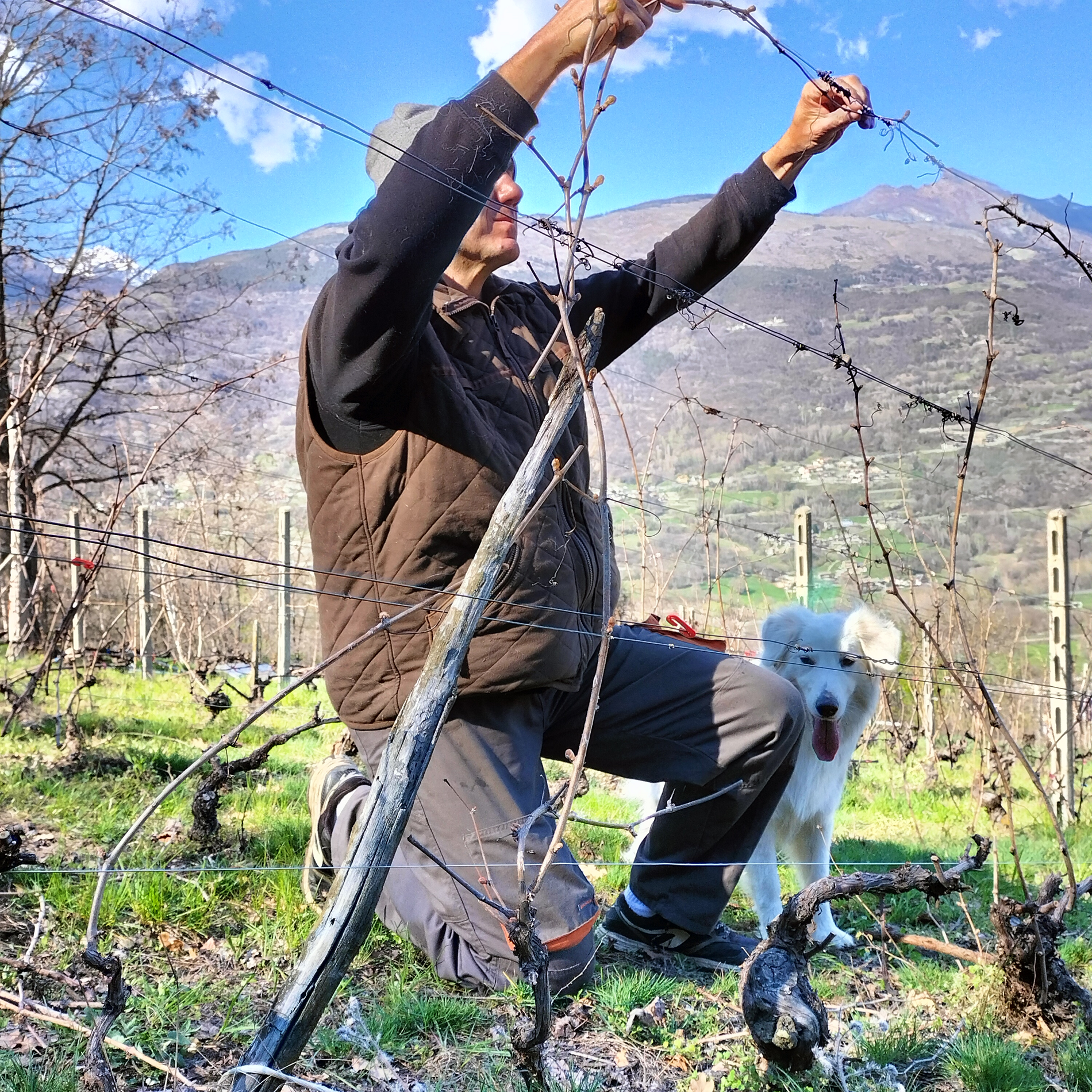 Arbeit im Weinberg