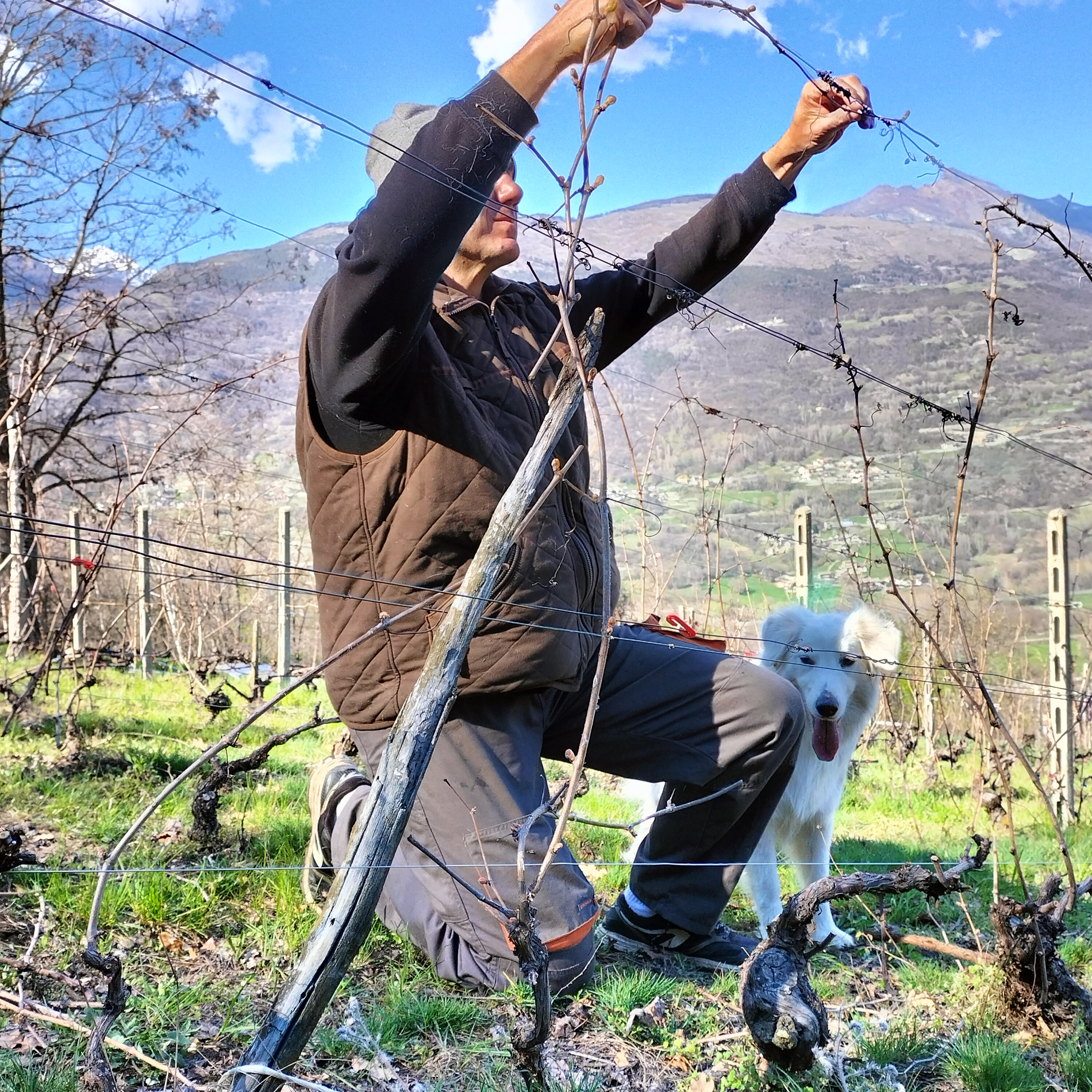 Travail dans le vignoble