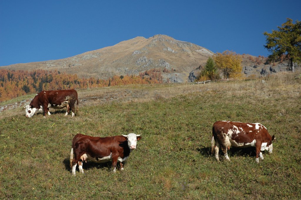 Verso il Mont Saron - Allein