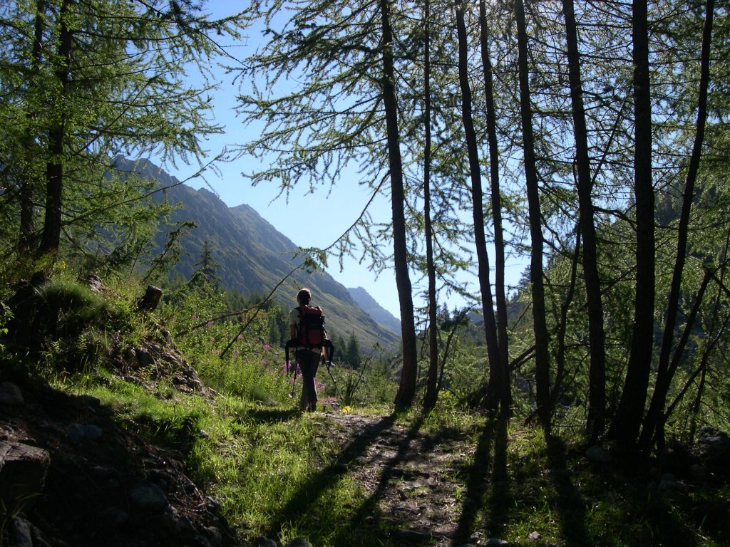 Larici nel vallone Loo - Gressoney-Saint-Jean