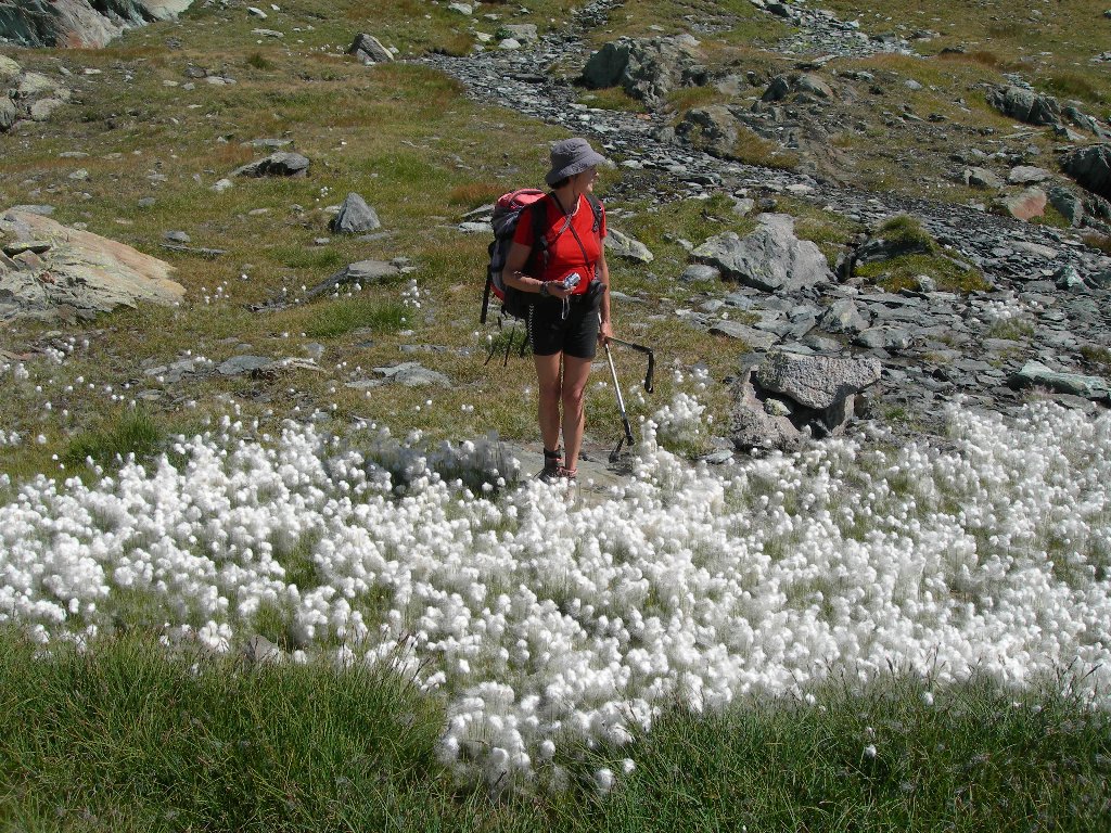 Macchia bianca - Cogne