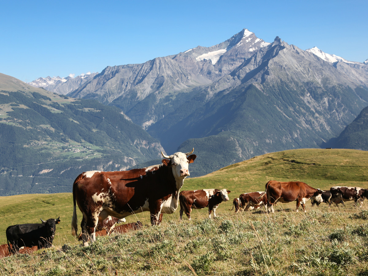 Vista de la Grivola desde Vétan