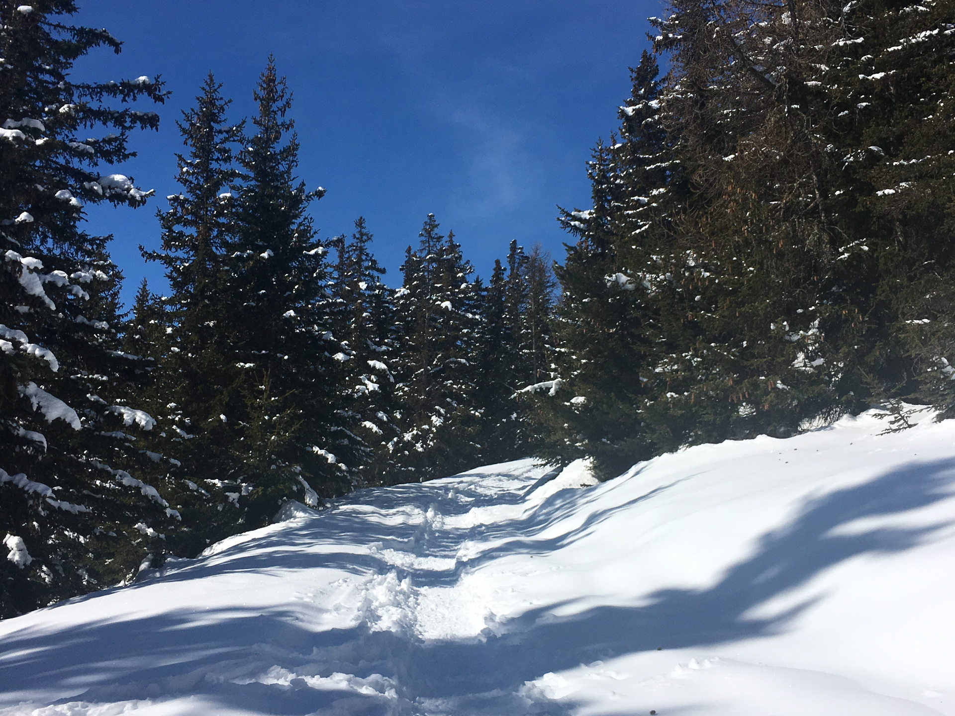 Mit Schneeschuhen im Wald
