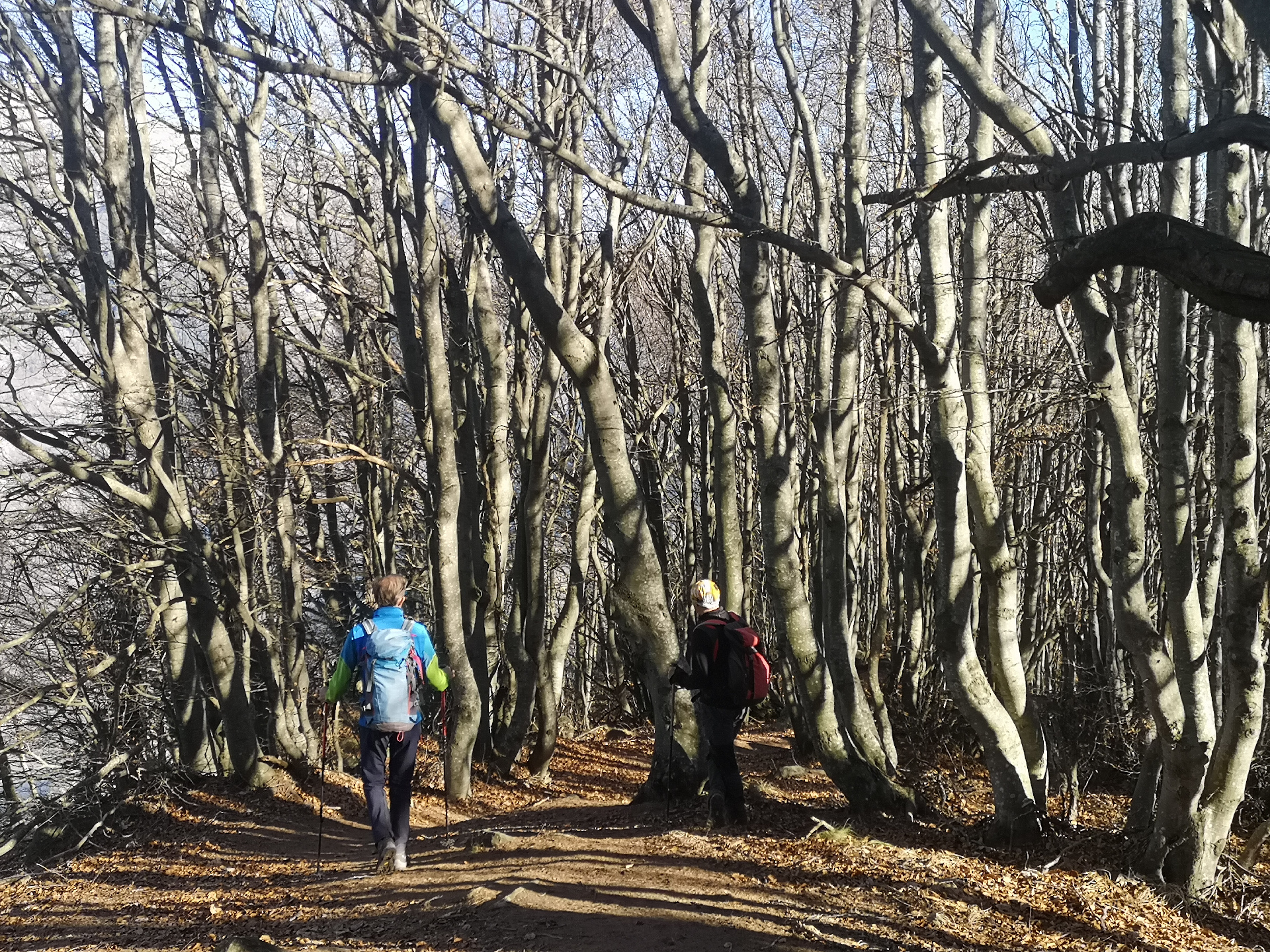 The beech forest in late autumn