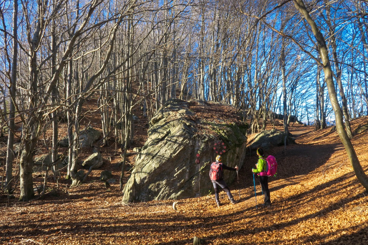 Metal installations in the beech forest