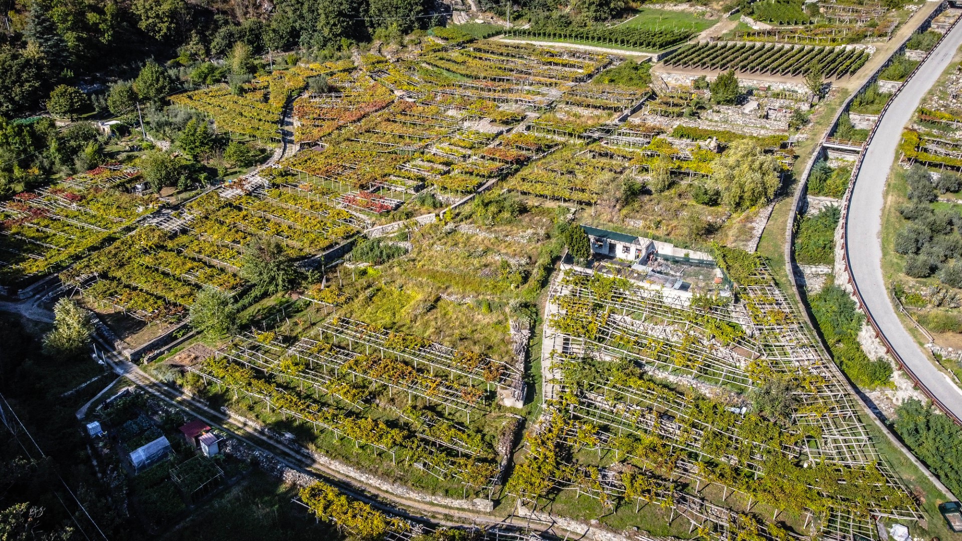 the vineyards of Donnas