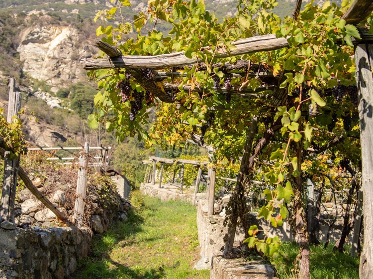the vineyards of Donnas
