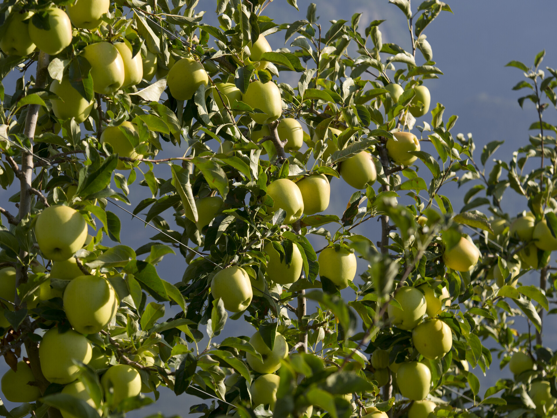 apple orchards