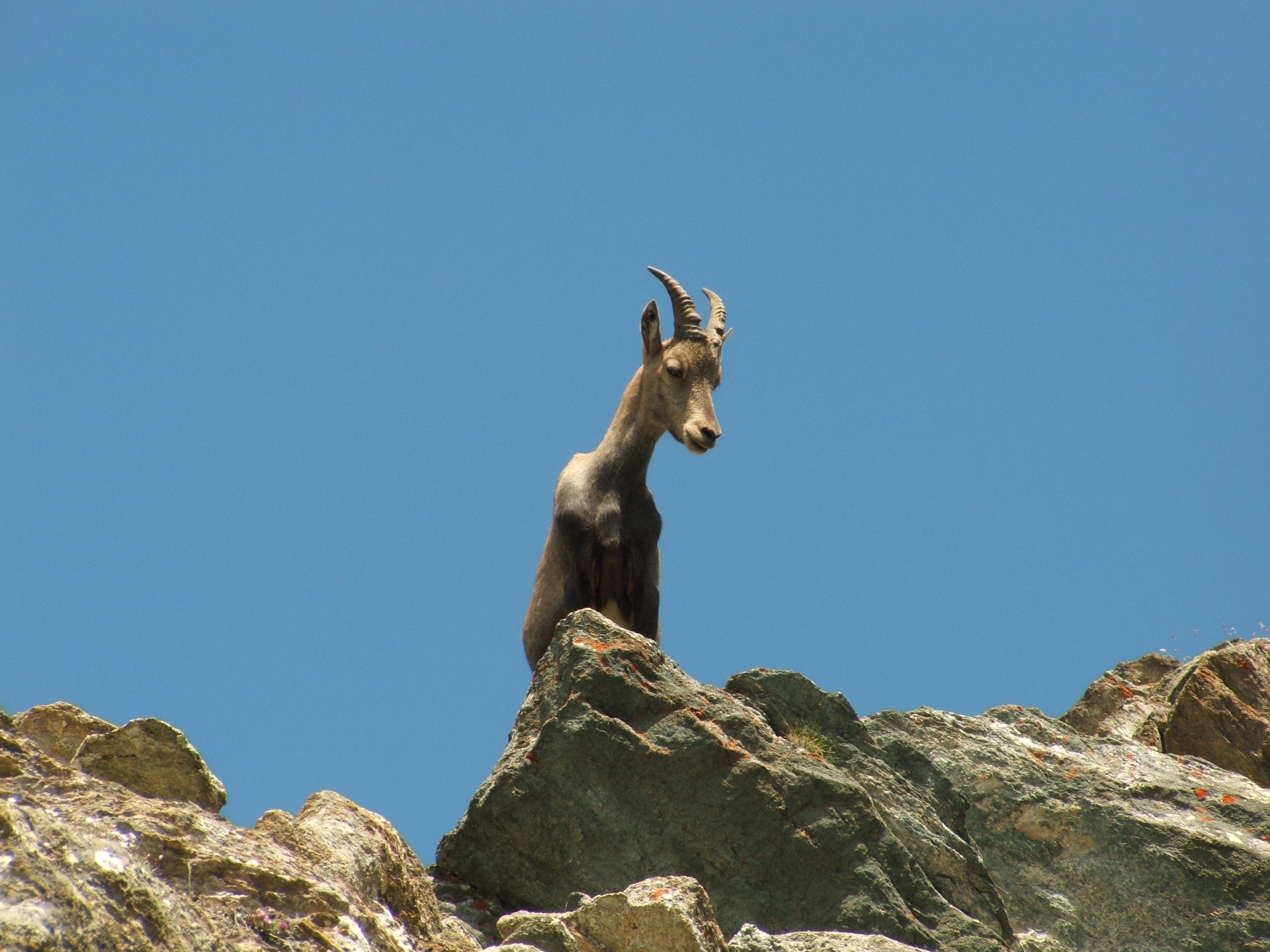 chance encounter with the ibex