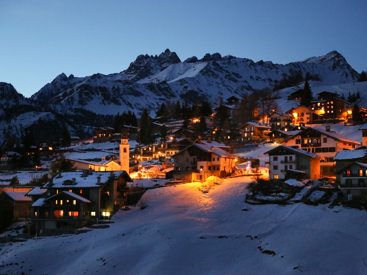 Chamois in winter