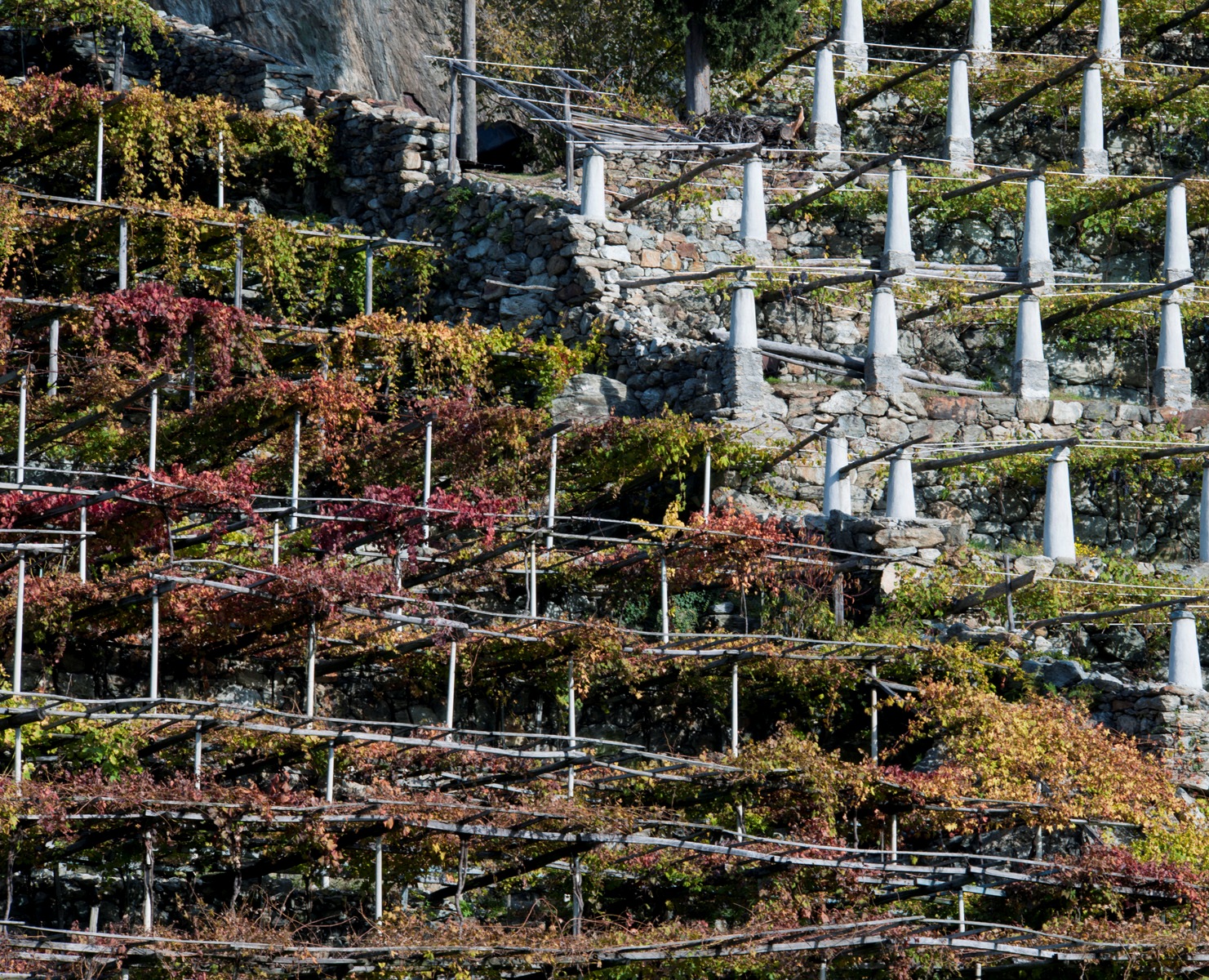 Weinberge - Donnas