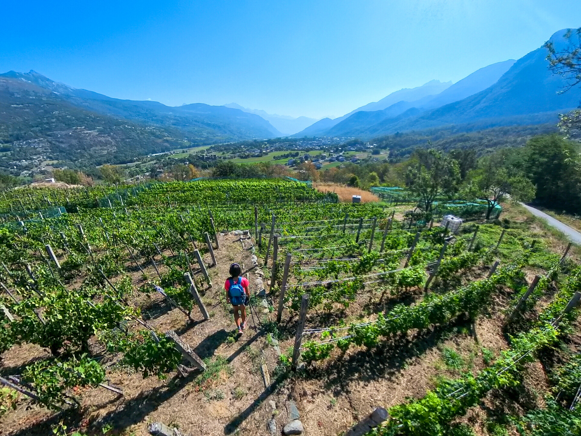 Vineyards in Fénis 