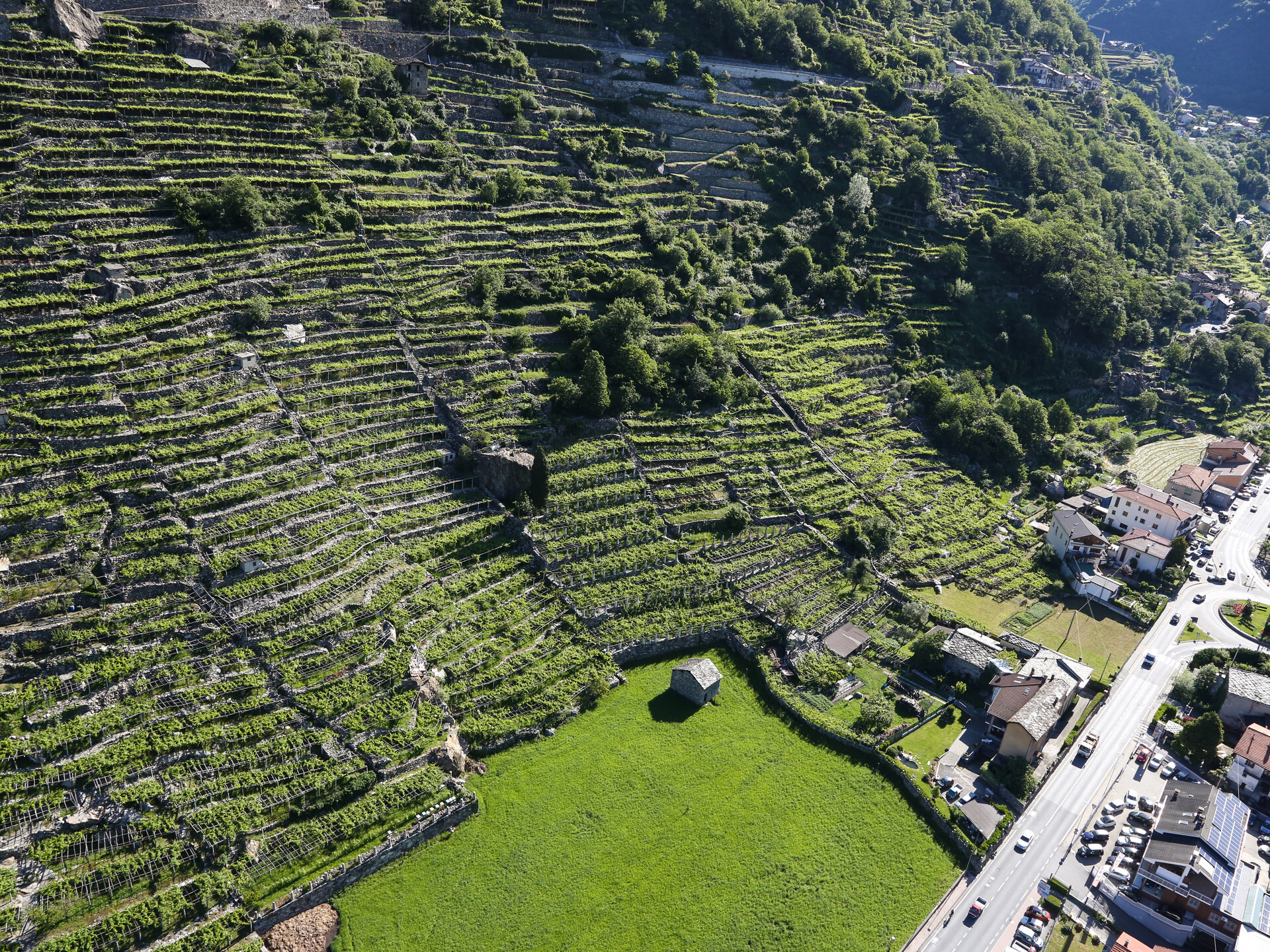 Vineyards in Pont-Saint-Martin