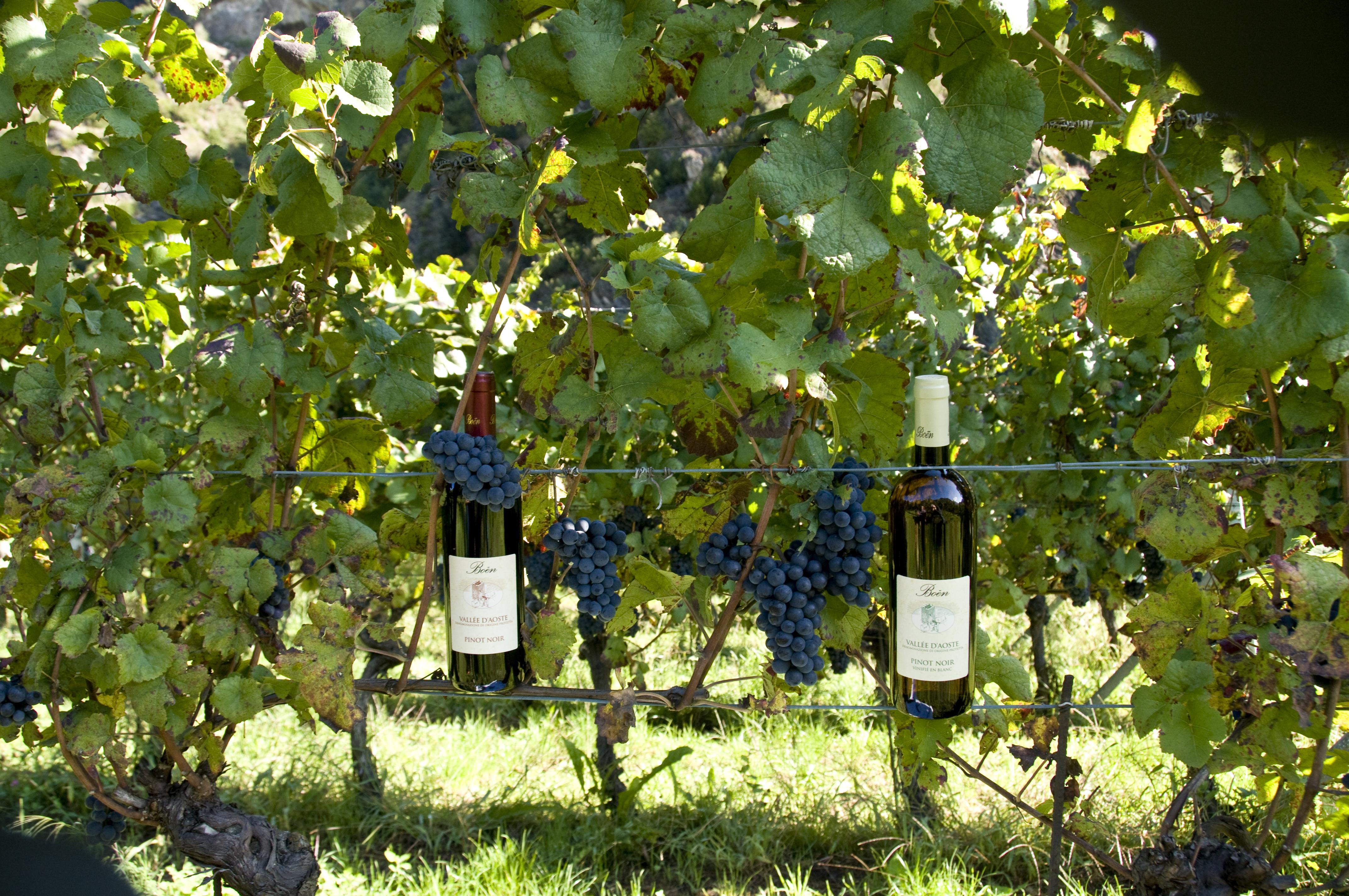 Bouteilles de Pinot Noir dans le vignoble