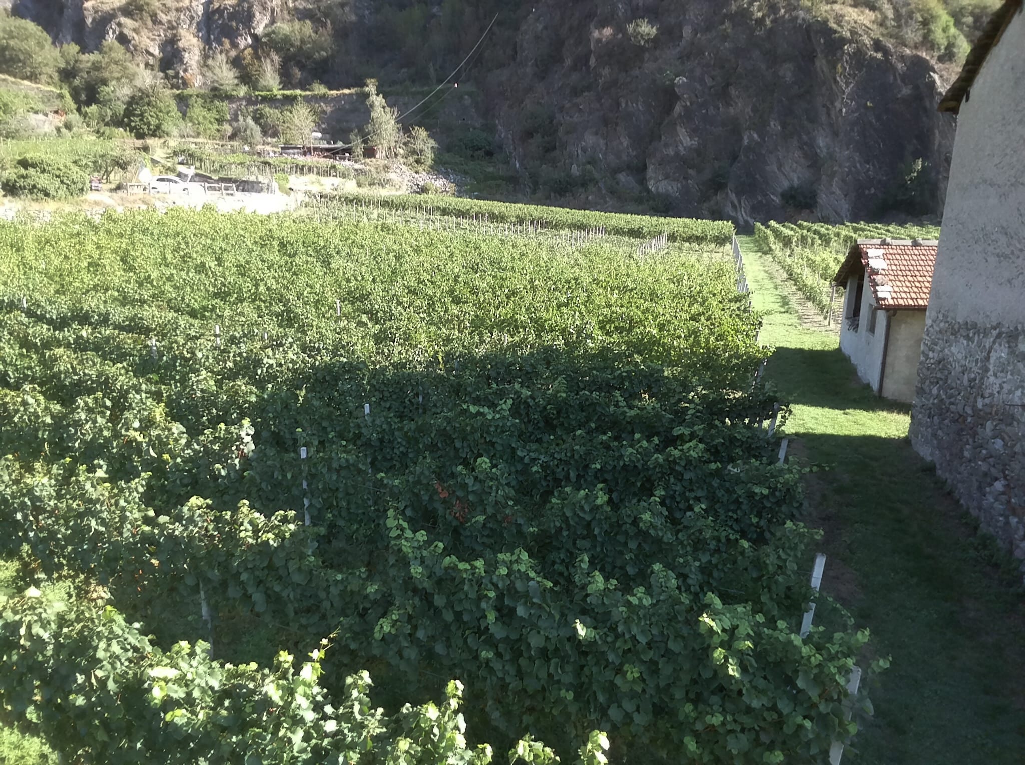 Les vignobles à Arnad