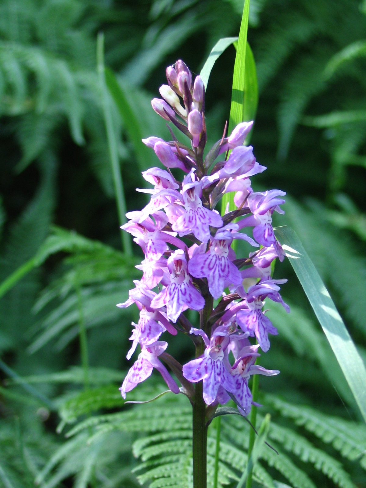 Orchidea selvatica