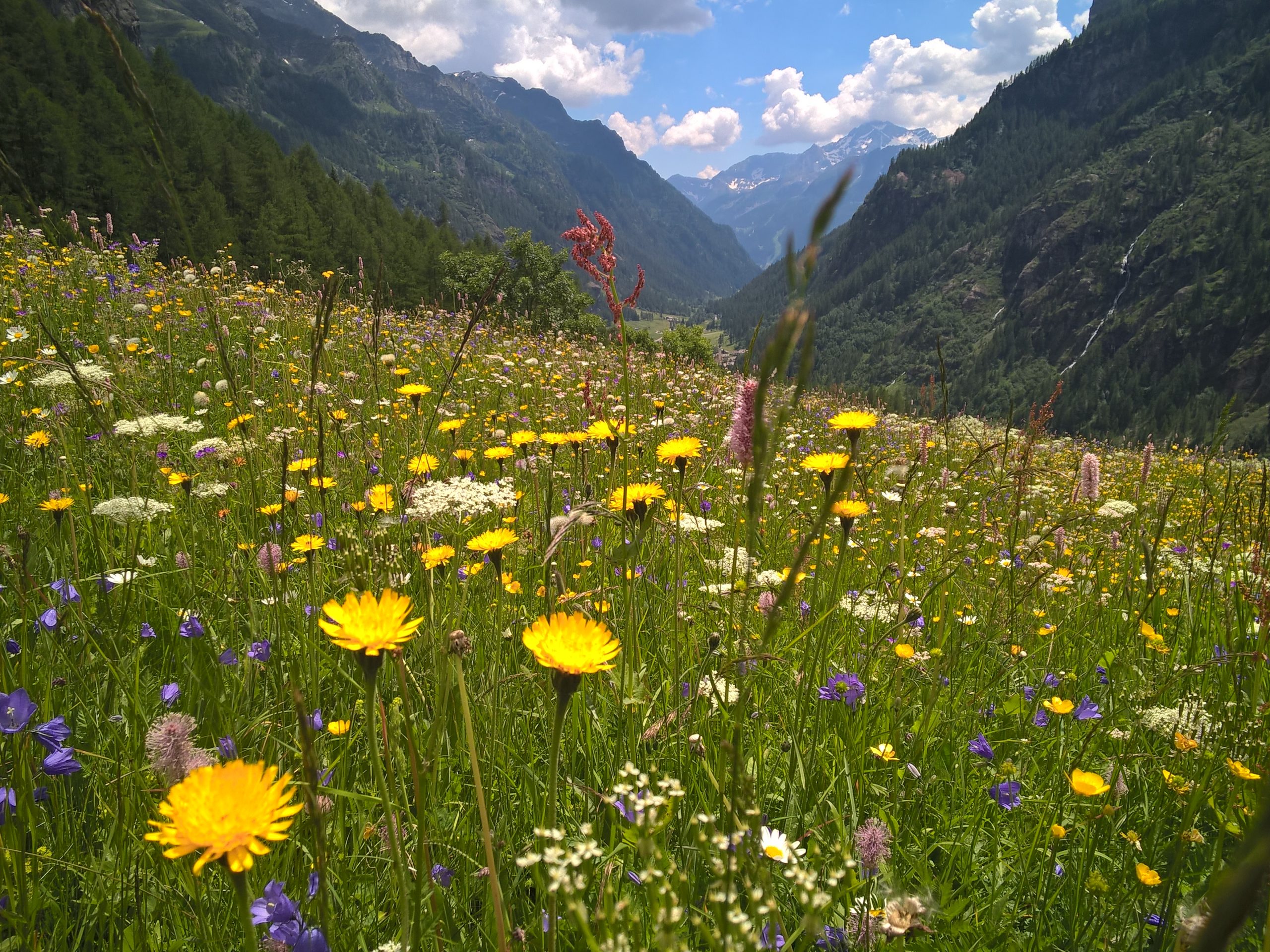 Prairies en fleurs