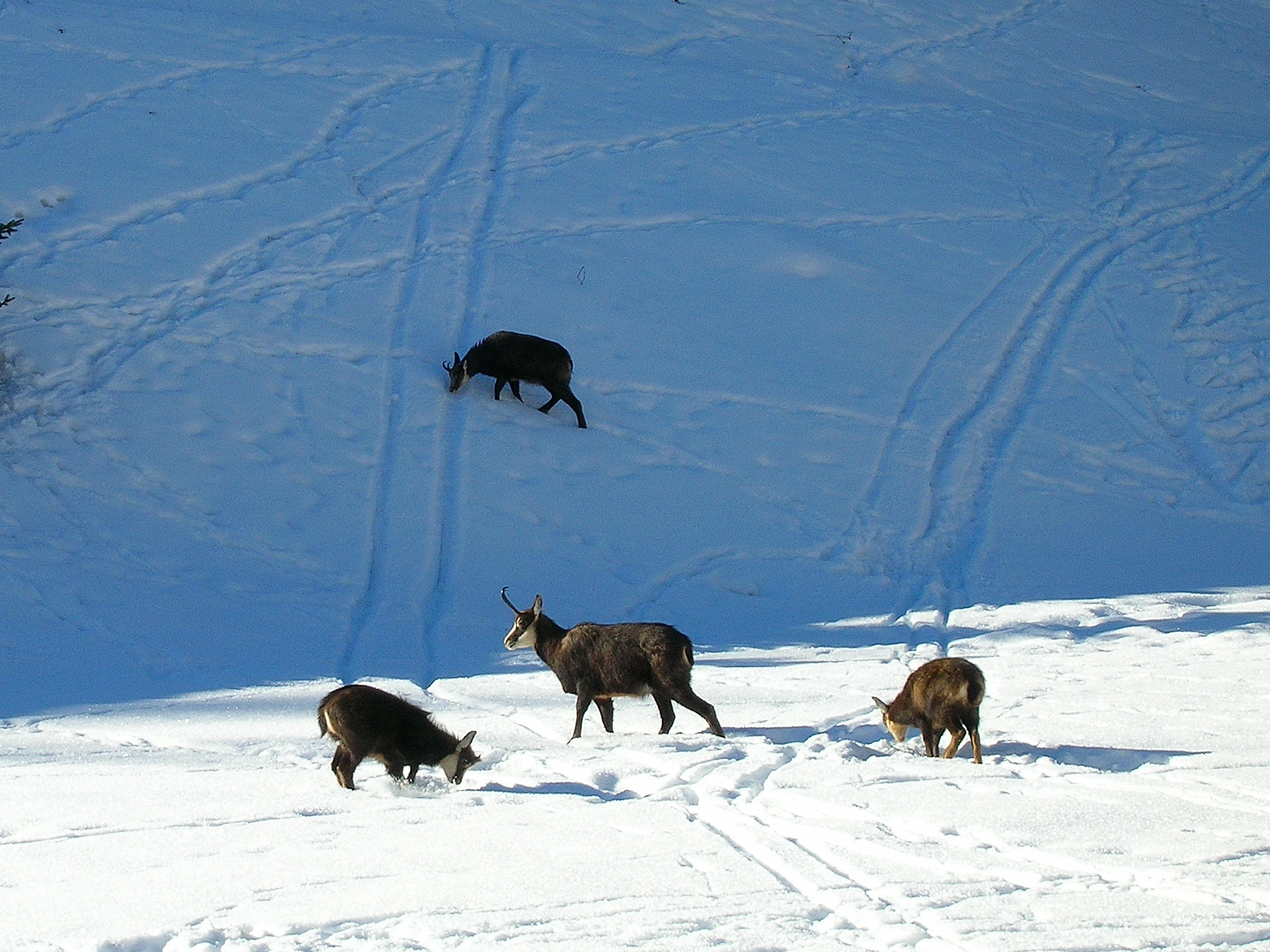 Gämse im Schnee