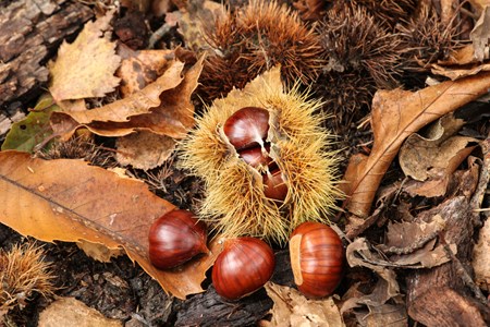 Chestnuts from the Aosta Valley