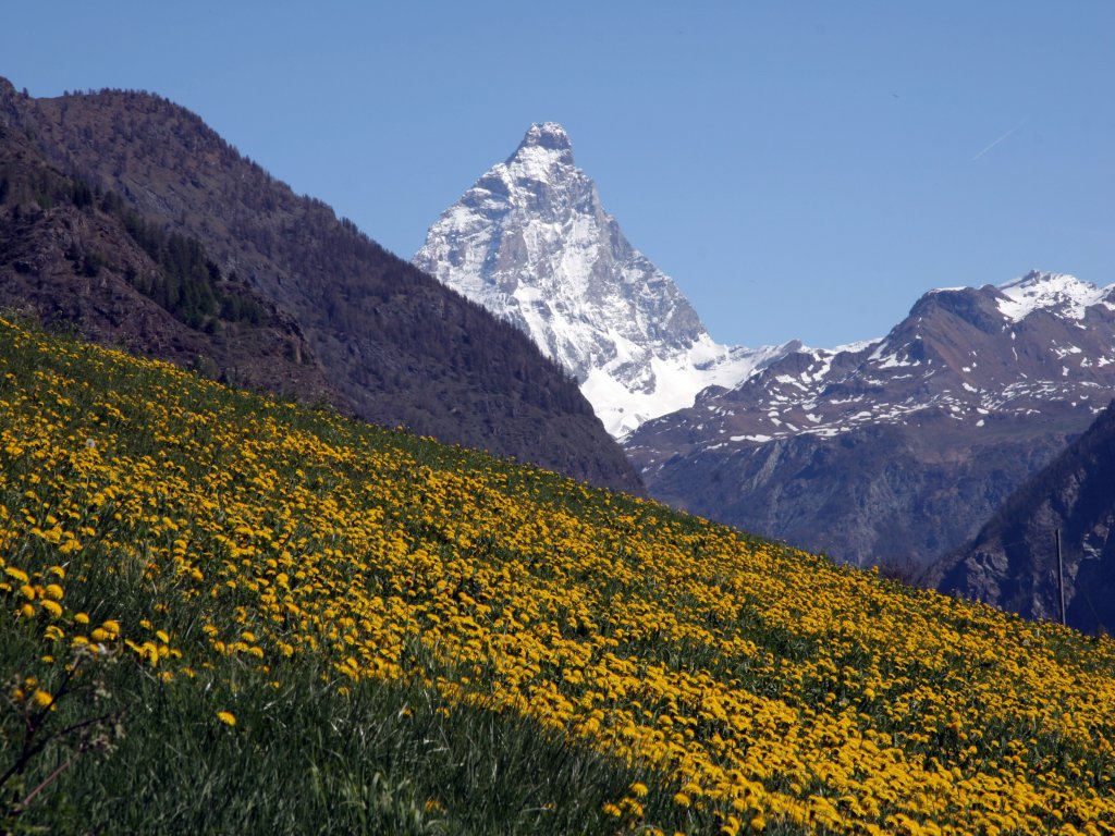 El Cervino y los prados en flor