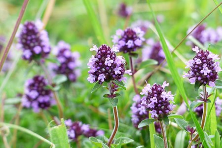 Timo - erbe aromatiche Valle d'Aosta