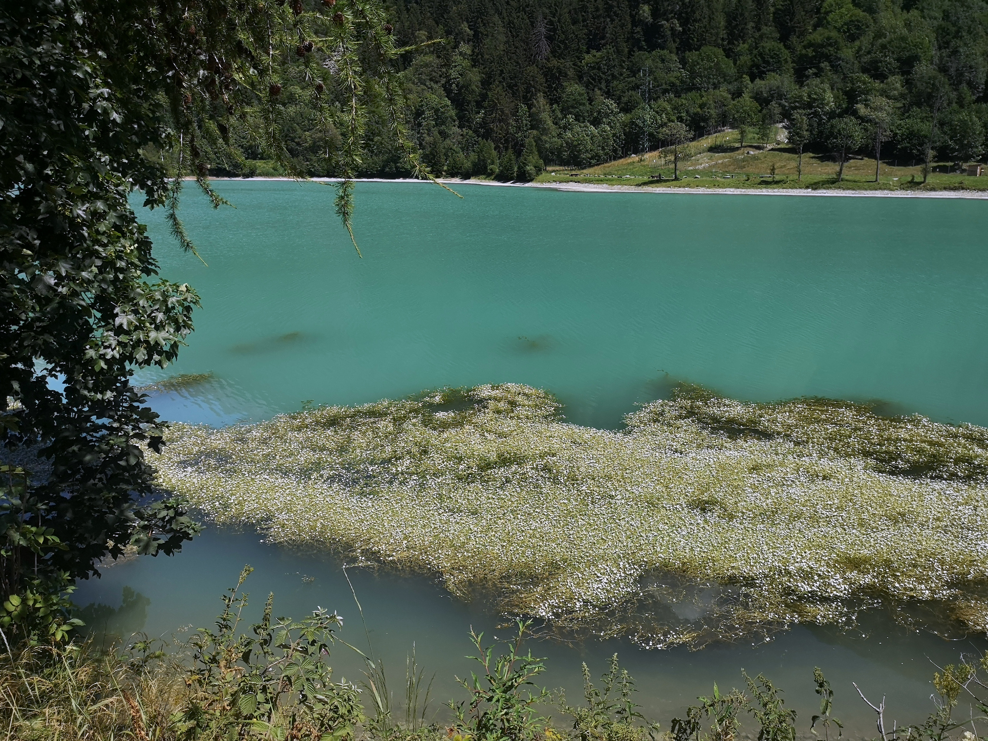 piante acquatiche -lago Maen - Valtournenche