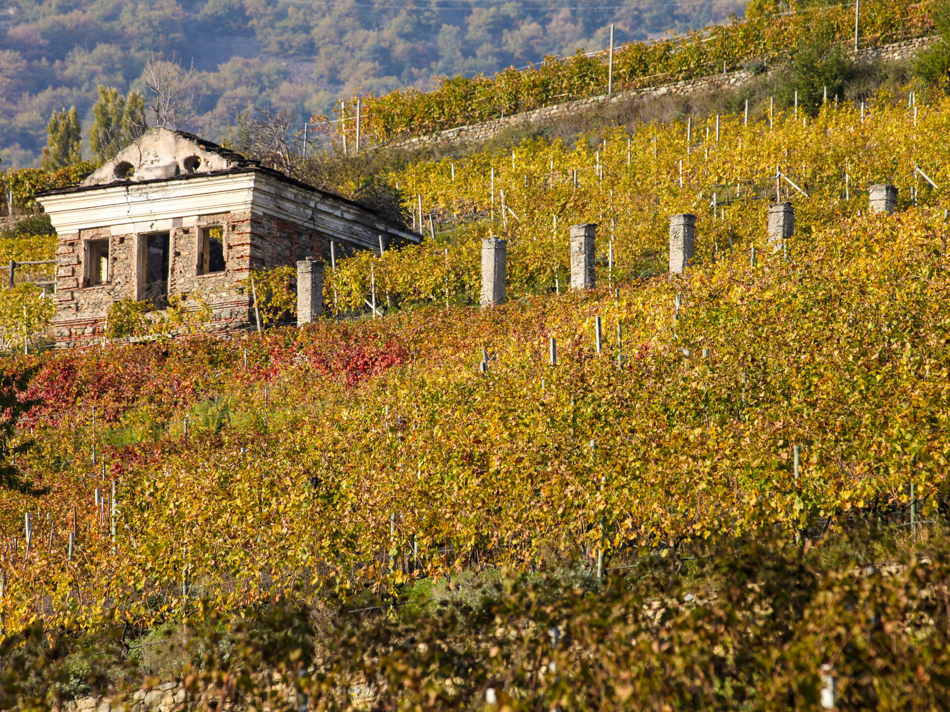 Vignobles à Saint-Christophe