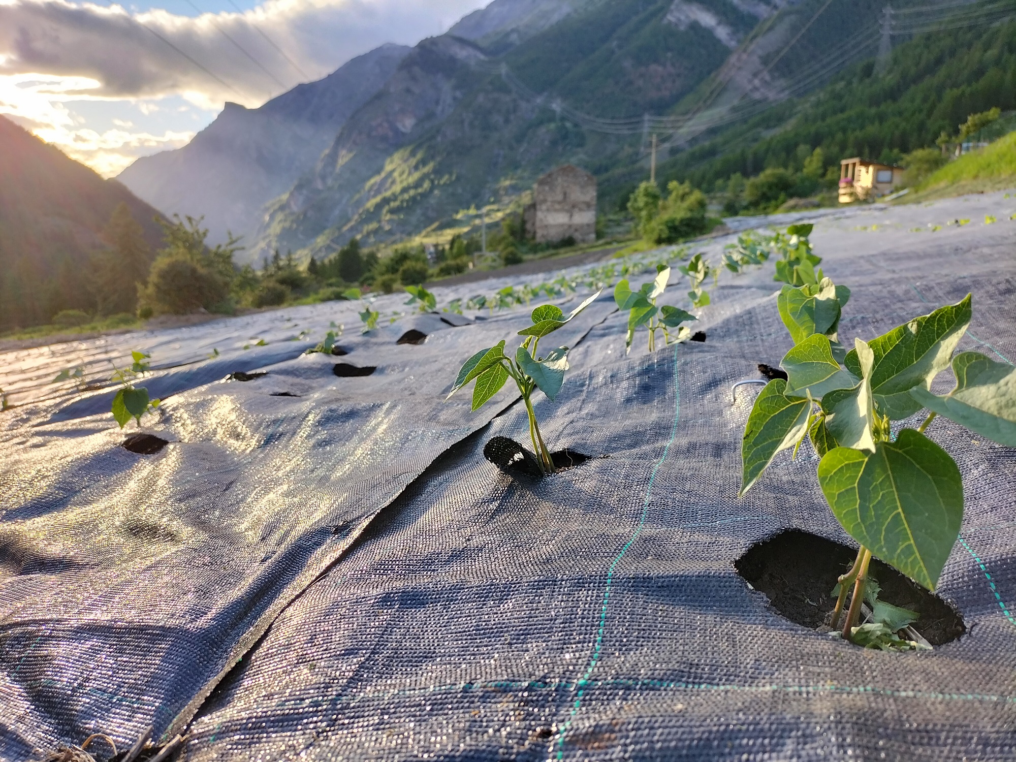 Campi coltivati al tramonto