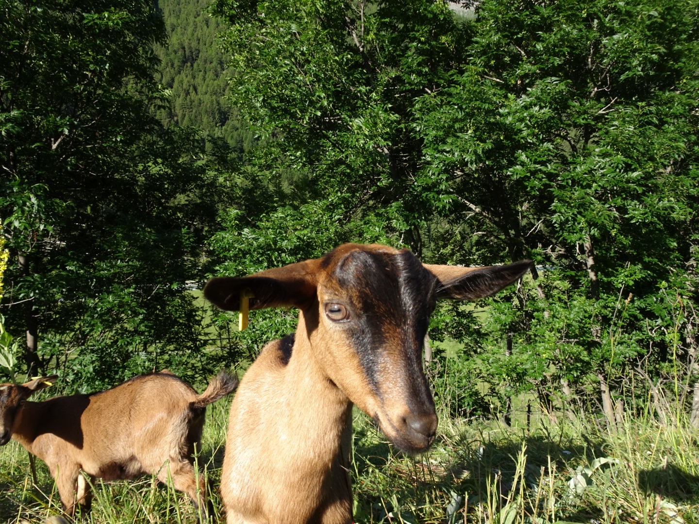 Capra al pascolo