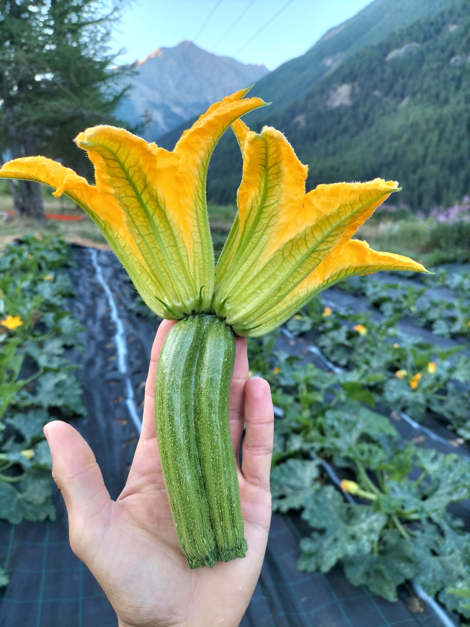 Zucchina appena raccolta con il suo fiore