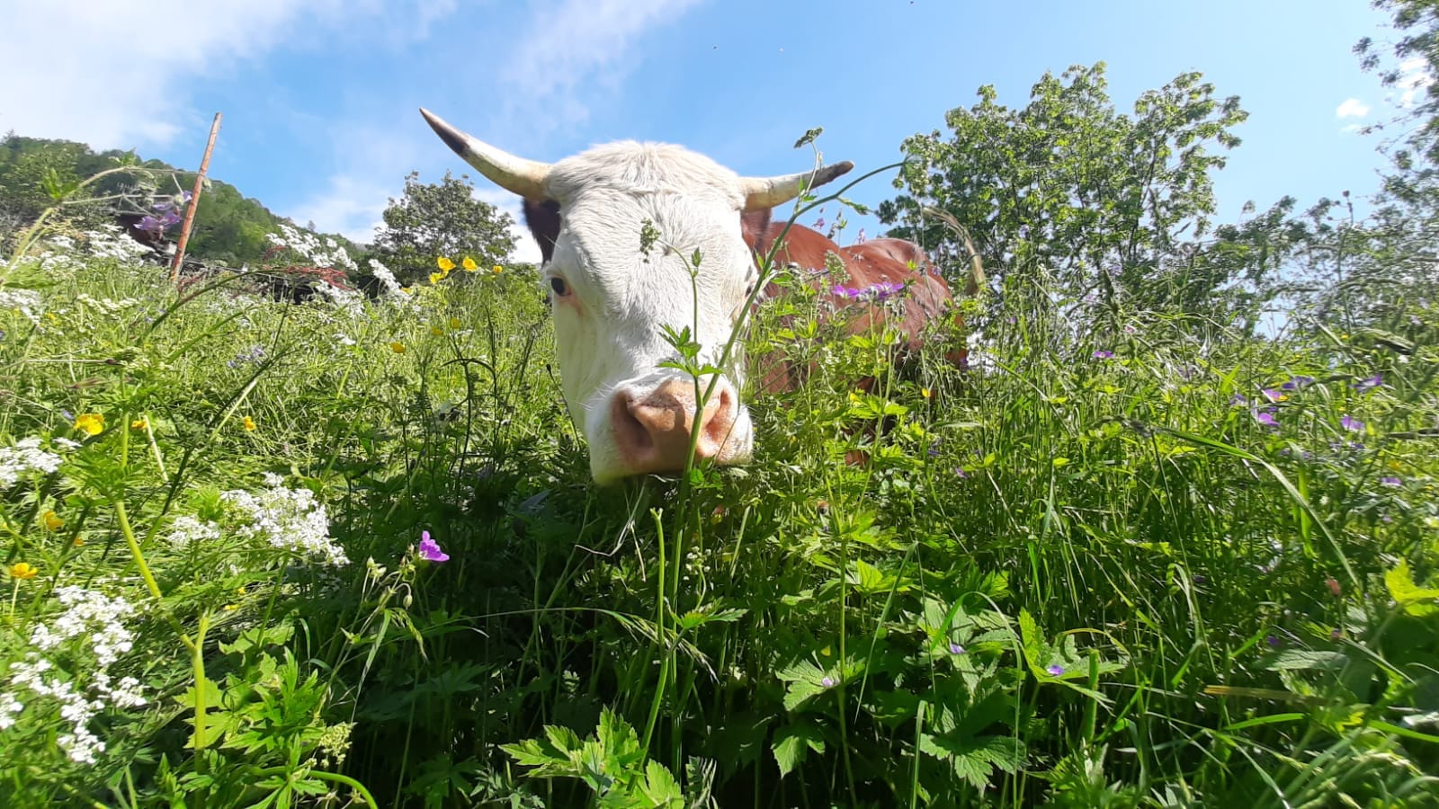 Mucca al pascolo