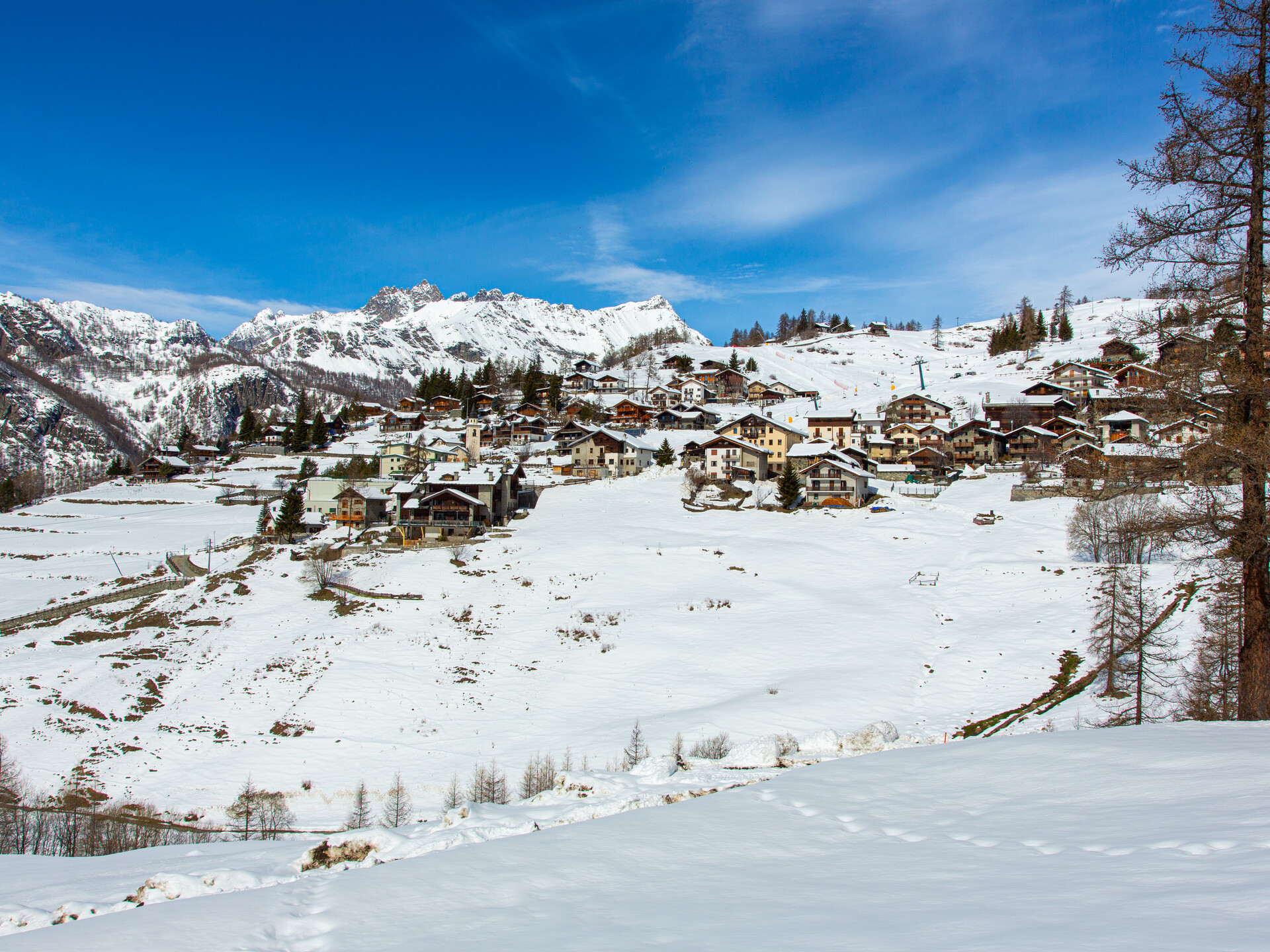 Chamois in winter