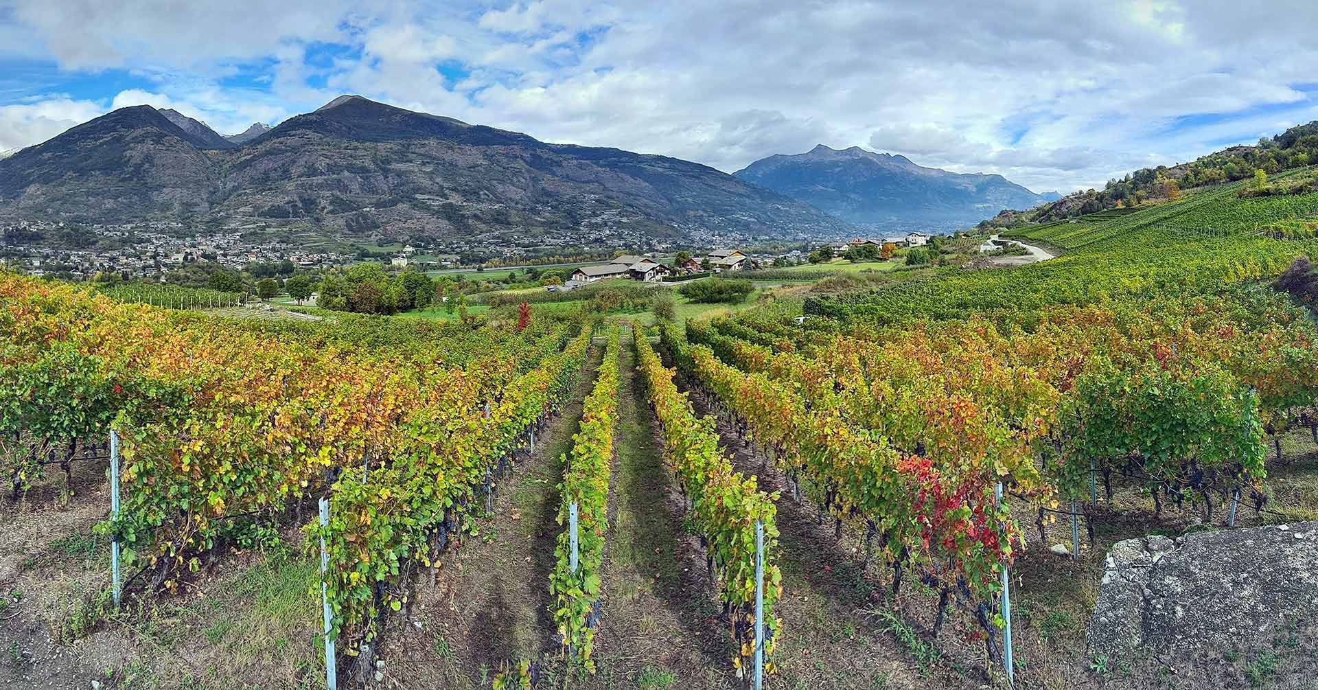 Vue sur les vignobles