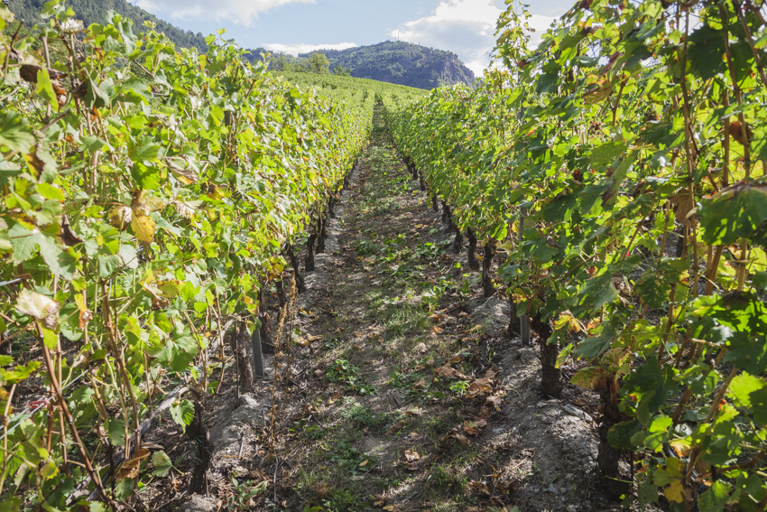 Die Weinberge