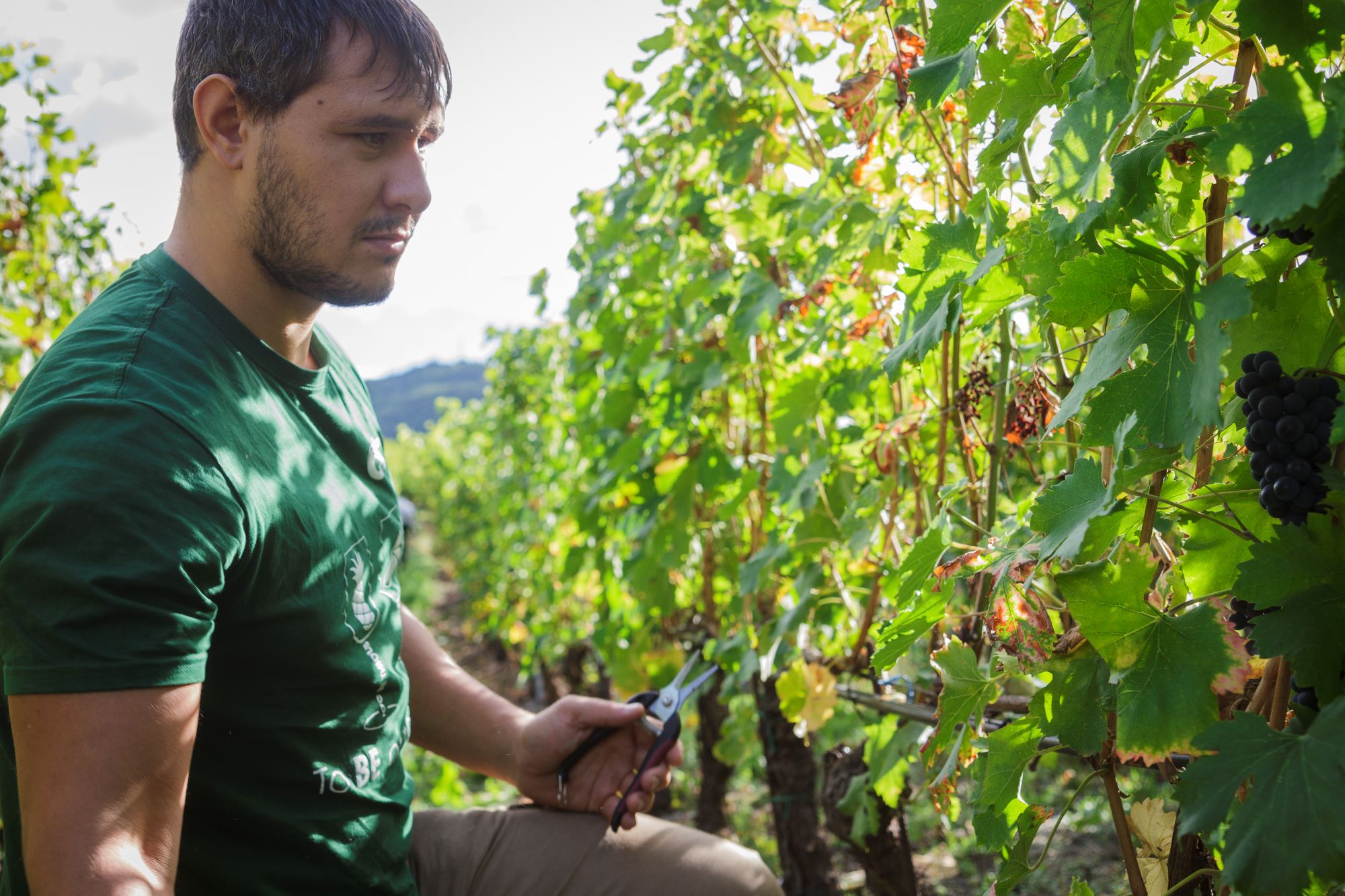 Arbeit im Weinberg